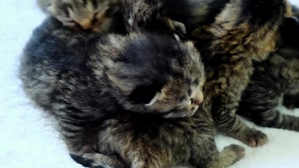 Baby Kittens Cute Animais Estimação Gatinhos Pequenos Listrados Cobertor Pele — Vídeo de Stock