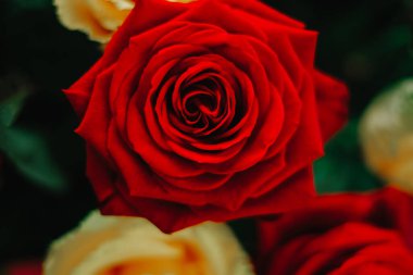 Gül çiçeği. Kırmızı ve sarı gül arka planı. - Sarı ve kırmızı gül yaprakları.. 