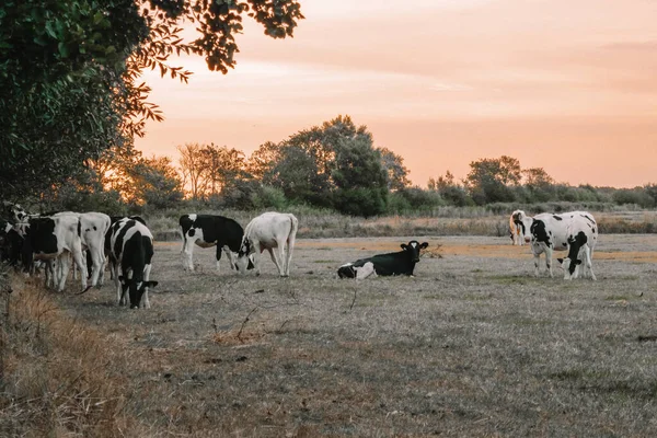 Černobílé Krávy Pastvě Holstein Friesian Cattle Dojnice Černo Bílým Skvrnitosti — Stock fotografie