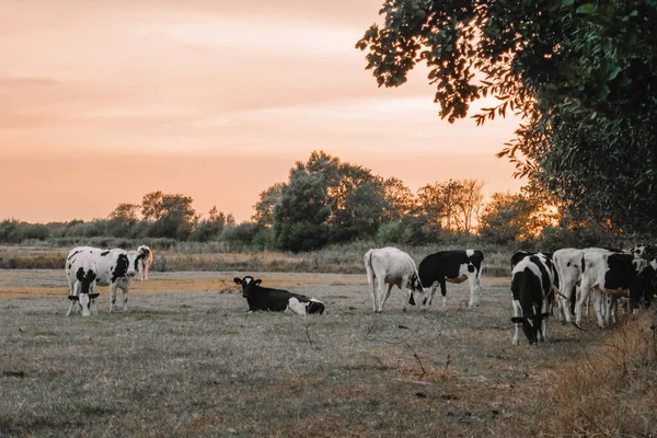 Holstein Friesian Cattle Dojnice Černobílou Skvrnou Stádo Krav Úsvitu Pasou — Stock fotografie