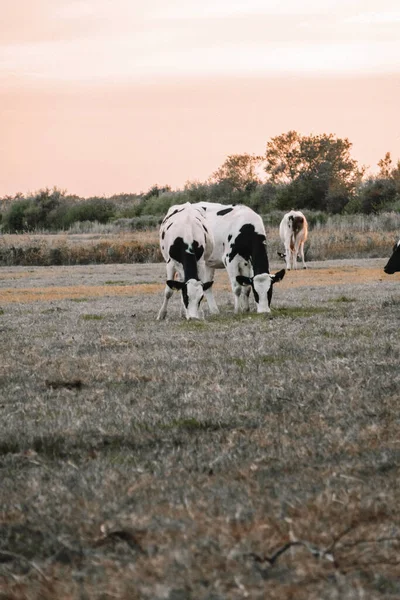 Чорно Білі Корови Пасовищі Гольштейн Фрізіанська Худоба Молочні Корови Чорно — стокове фото