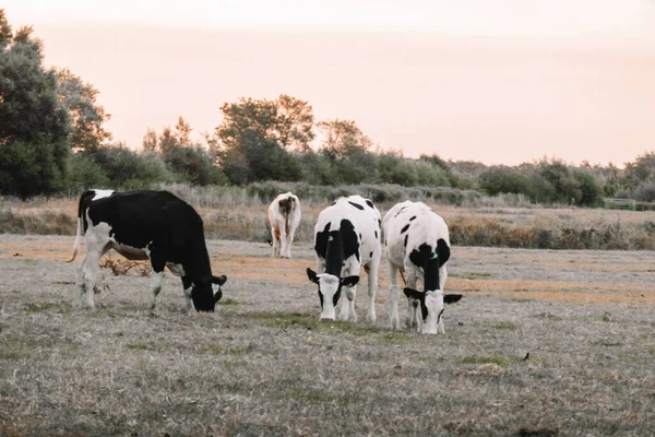 Holštýnské Krávy Černobílým Skvrnem Farmářská Zvířata Stádo Krav Pást Jíst — Stock fotografie