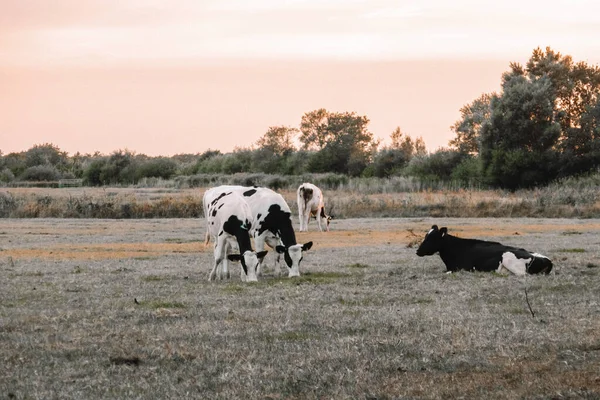 Černobílé Krávy Pastvě Holstein Friesian Cattle Dojnice Černobílým Skvrnitosti Farmářské — Stock fotografie