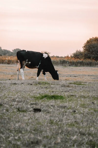 Černá Bílá Kráva Pastvě Holstein Friesian Cattle Dojnice Černou Bílou — Stock fotografie