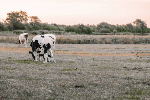 농장에 검은색 Holstein Friesian Catt 유제품 소검은 농장에 소들은 새벽에 — 스톡 사진