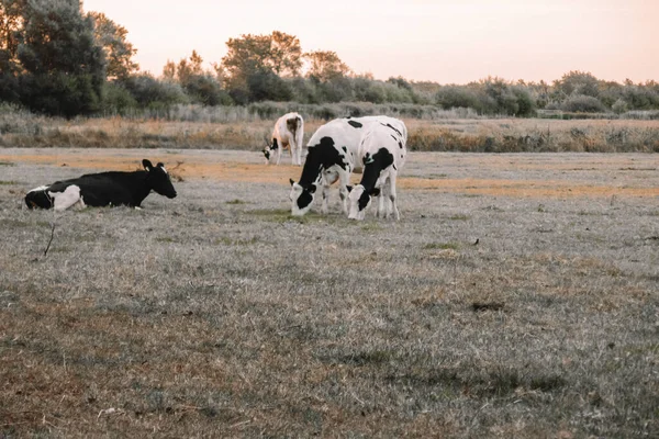 Stádo Krav Pasou Louce Úsvitu Holstein Friesian Cattle Dojnice Černobílou — Stock fotografie