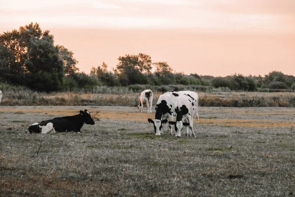 Černobílé Krávy Holstein Friesian Cattle Dojnice Černo Bílým Bodnutím Farma — Stock fotografie