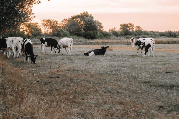 Stádo Krav Pasou Jedí Trávu Louce Úsvitu Holstein Friesian Cattle — Stock fotografie