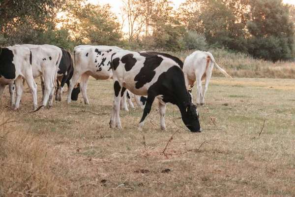 Holstein Friesian Cattle Dojnice Černou Bílou Skvrnou Farmářské Zvířata Stádo — Stock fotografie