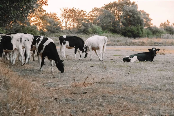 Herd Cows Graze Eat Grass Meadow Dawn Holstein Friesian Cattle — Stock Photo, Image