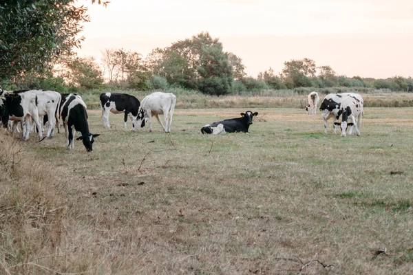 소떼가 뜯어먹고 초원에서 먹습니다 홀스타인 이있는 소사육 — 스톡 사진
