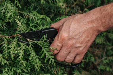 Thuja budama. Bahçe makası. Kozalaklı bitkiler için bahçe makası. Eldeki bahçe budayıcı..