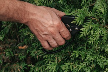 Thuja Brabant budama. Kozalaklı bitkileri kesmek için makas. Erkek ellerindeki bahçe budayıcısı bir çit kesiyor. Bitkilerin oluşumu ve bahçedeki bitkilerin hijyenik budanması..