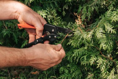 Thuja Brabant budama. Bahçe makası, kozalaklı bitkileri kesmek için. Erkek ellerinde bahçe budaması.Çiti keser. Bitkilerin oluşumu ve bahçedeki bitkilerin hijyenik budanması.