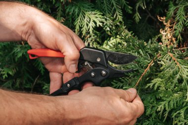 Thuja Brabant budama. Kozalaklı bitkiler kesmek için bahçe makası. Erkek ellerindeki bahçe budayıcı bir çiti kesiyor. Bahçedeki bitkilerin hijyenik budanması. Bahçe ve tarım aletleri..