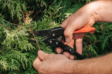 Thuja budama. Bahçe aletleri. Bahçe makası kozalaklı bitkileri kesmek için. Erkeklerin elindeki bahçe budayıcı bir çiti keser. Bitkilerin oluşumu. 