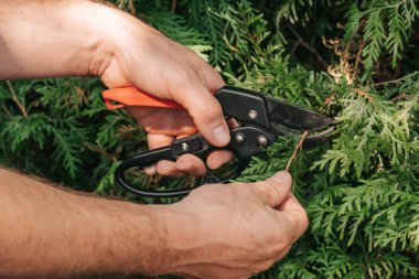 Thuja budama. Bahçe aletleri. Bahçe makası kozalaklı bitkileri kesmek için. Bitkilerin oluşumu ve bahçedeki bitkilerin hijyenik budanması için..