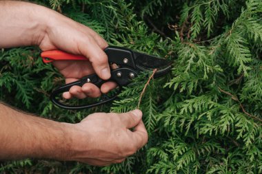 Thuja budama. Bahçe aletleri. Bahçe makası kozalaklı bitkileri kesmek için. Erkek ellerindeki bahçe budayıcısı bir çiti keser. Bitkilerin oluşumu ve bahçedeki bitkilerin hijyenik budanması..