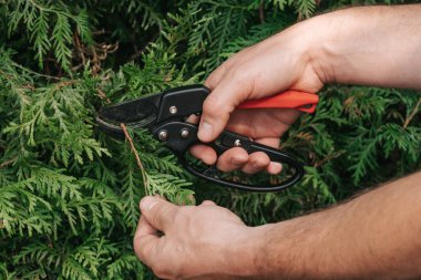 Thuja budama. Bahçe aletleri. Bahçedeki kozalaklı bitkileri kesmek için bahçe makası. Eldeki bahçe budayıcısı bir çiti keser. Bitkilerin oluşumu ve bahçedeki bitkilerin hijyenik budanması..
