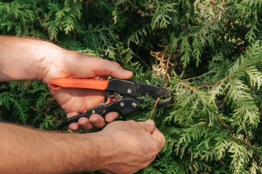 Bahçe makası kozalaklı bitkileri kesmek için. Erkek ellerindeki bahçe budayıcısı bir çiti keser. Bitkilerin oluşumu ve bitkilerin hijyenik budanması