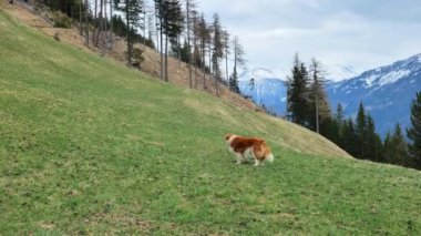 Köpek dağlardaki yeşil çimlerin üzerinde duruyor. Beyaz benekli köpek kırmızısı. Dağlarda köpekle yürüyor. 4k görüntü