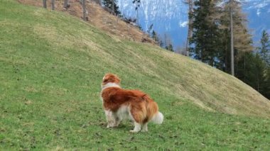 Köpek dağlardaki yeşil çimlerin üzerinde duruyor. Beyaz benekli köpek kırmızısı. 4k görüntü