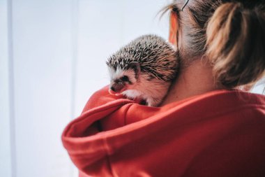 Yerli Afrikalı kirpi bir omuz kızının üzerine oturur. Evcil hayvanlarla iletişim. Kirpi ve kişisel kirpiler arasındaki iletişim.. 