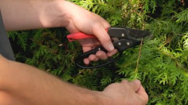 Bahçe makası kozalaklı bitkileri kesmek için. Thuja budama. Bahçe aletleri. Erkek ellerindeki bahçe budayıcısı bir çit dolusu thuja 'yı keser. Bitkilerin oluşumu ve bahçedeki bitkilerin hijyenik budanması. 4k
