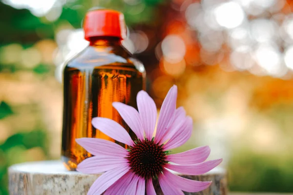 echinacea purpurea extract.Herbal medicinal tinctures.Glass bottle and echinacea flower on blurred garden background. alternative homeopathy.