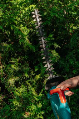 Kuru erik eşkıyası. Erkeklerin elindeki fırça kesiciyle güneşli yeşil bir bahçe bahçesinde thuja brabant arka planda. Bahçe aletleri ve aksesuarlar..