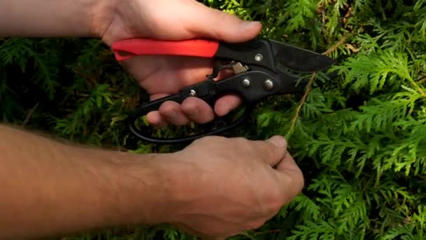 园艺工具 修剪针叶树的园子剪子 园子修剪者在男性手中切割树篱 4K镜头 — 图库视频影像