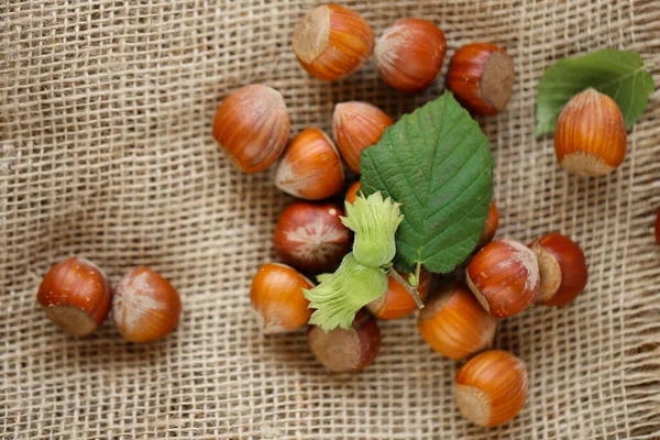 豊かさではない 芽キャベツのヘーゼルナッツ ヘーゼルナッツの新鮮な収穫 有機栽培熟したヘーゼルナッツ — ストック写真