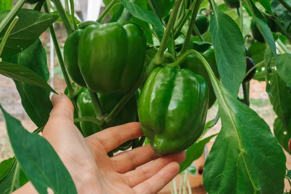 stock image pepper in the hands in the garden.Bell pepper harvest.Hand picks green ripe pepper from the bush.Organic green bell peppers on a bush in a summer garden 