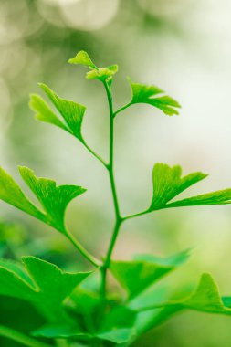  Ginkgo biloba dalı. Kullanışlı bitkiler ve çiçekler. Alternatif tıp