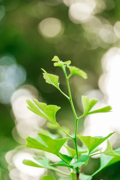 Ginkgo Biloba Gałąź Zielonym Tle Bokeh Przydatne Zioła Kwiaty Medycyna — Zdjęcie stockowe