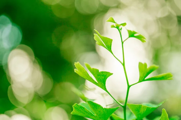 Гілка Гінкго Білоба Зеленому Фоні Боке Променях Сонця Корисні Трави — стокове фото