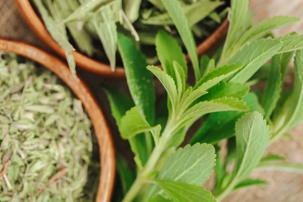 Adoçante Dietético Stevia Plant Sugar Substituto Stevia Seco Galho Verde — Fotografia de Stock