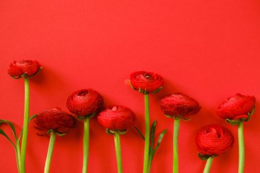 Düğün çiçekleri. Kırmızı arka planda kırmızı ranunculus çiçekleri. Kırmızı renkli çiçek kartı. Kırmızı düğün çiçekleri. Güzel çiçek arkaplanı.
