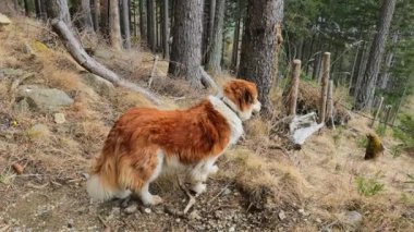 Köpek gezdirme. Yumuşak kırmızı köpek orman yolunda yürüyor. Ormanda köpek cinsi av köpeği avlıyor. Yüksek kalite 4k görüntü