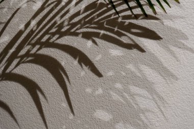 Yaprak gölgesi. Beyaz bir duvarda gölge palmiyesi yaprakları. Tropikal bir zemin. Boş model ekin.