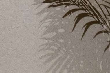 Beyaz bir duvarda gölge palmiyesi yaprakları. Yaprak gölgeli doku arkaplanı. Tropik bir arka plan. 