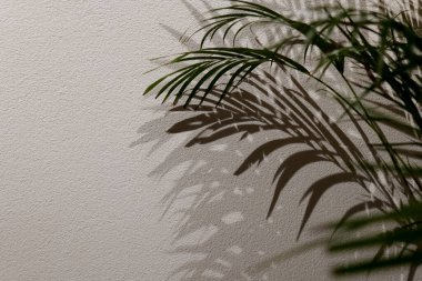 Yaprak gölgesi. Beyaz bir duvarda gölge palmiyesi yaprakları. Yaprak tropikal arkaplanlı doku arkaplanı. Boş model yerleştir