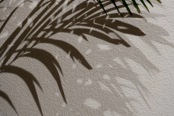 Листья Тени Теневые Пальмовые Листья Белой Стене Лицензионные Стоковые Фото