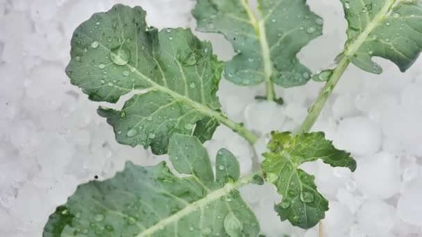 Zelenina Pod Kroupami Zelí Bílá Kroupa Kroupy Zahradě Letní Srážky — Stock video
