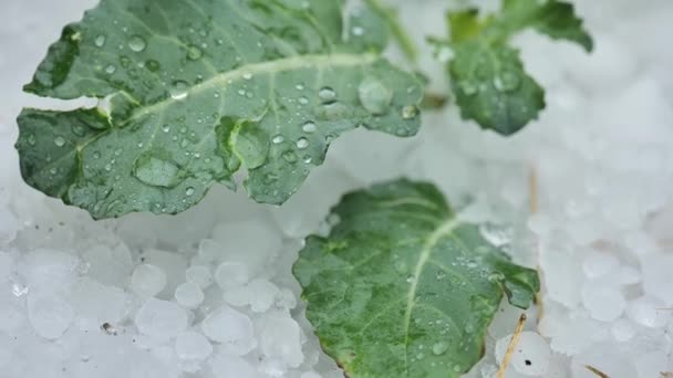 雹の下で野菜 庭のキャベツと白い雹 夏の降水量暑い夏の天気 白い雹 寒い夏の天気 4K映像 — ストック動画