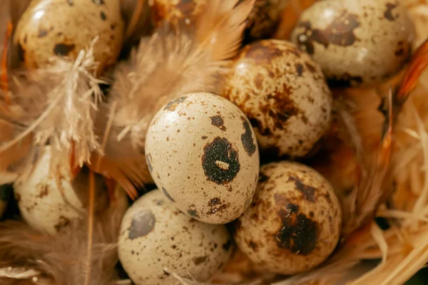 Gesprenkelte Eier Und Flauschige Federn Tierisches Protein Wachteleier Mit Federn — Stockfoto