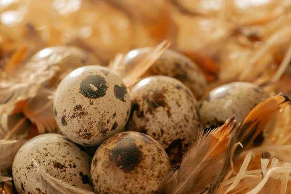 Gesprenkelte Eier Und Braune Flauschige Federn Tierisches Protein Wachteleier Mit — Stockfoto