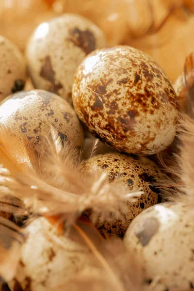 Wachteleier Mit Federn Stroh Großaufnahme Der Sonne Kleine Gesprenkelte Eier — Stockfoto