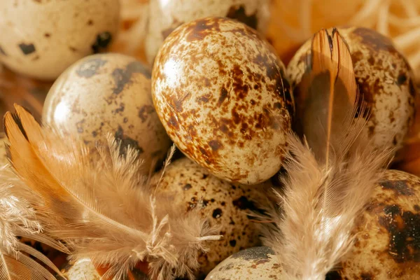 Wachteleier Mit Federn Gesprenkelte Eier Und Braune Flauschige Federn Tierisches — Stockfoto