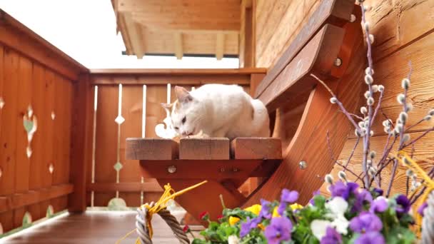 Weiße Katze Frisst Brot Auf Einer Holzbank Schöne Pets Hungry — Stockvideo